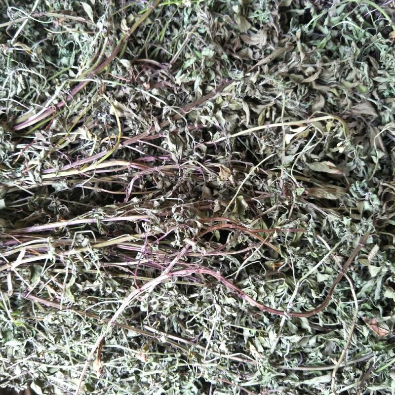 干薄荷，野生，无农药化肥污染，药性好，可泡茶！！！！！！