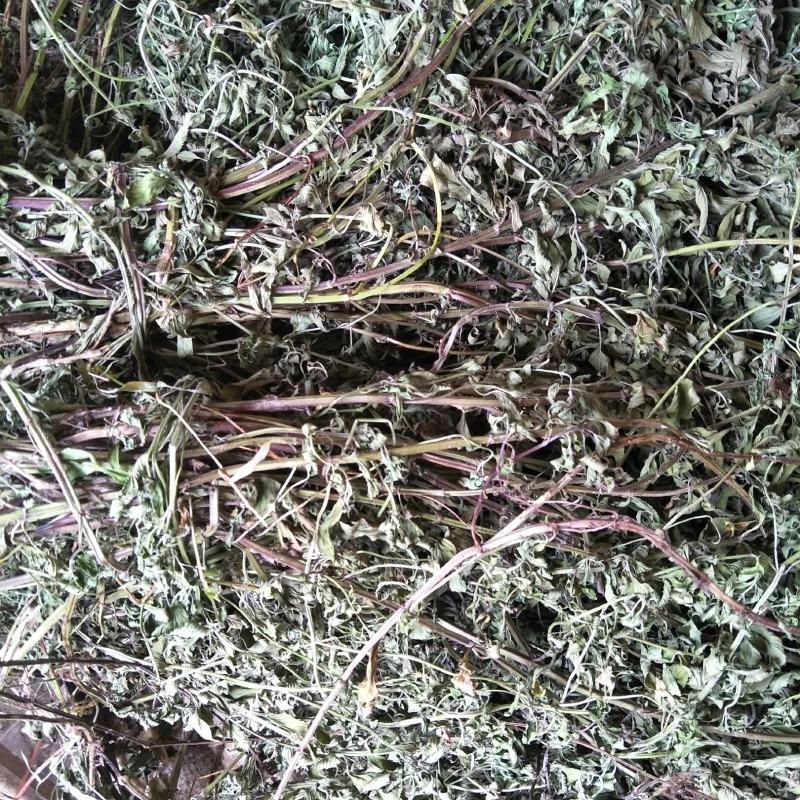 干薄荷，野生，无农药化肥污染，药性好，可泡茶！！！！！！