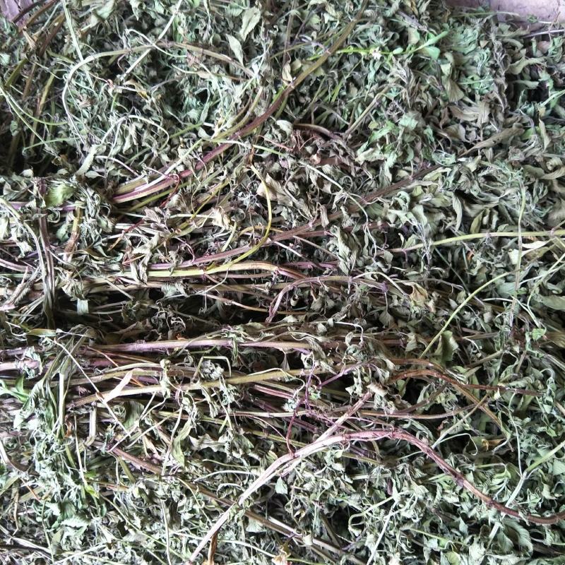 干薄荷，野生，无农药化肥污染，药性好，可泡茶！！！！！！