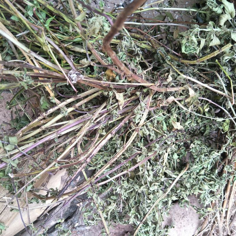 干薄荷，野生，无农药化肥污染，药性好，可泡茶！！！！！！