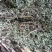 干薄荷，野生，无农药化肥污染，药性好，可泡茶！！！！！！