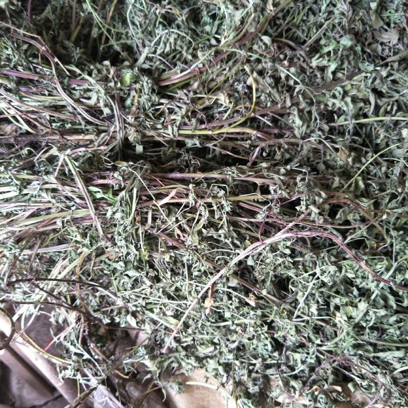 干薄荷，野生，无农药化肥污染，药性好，可泡茶！！！！！！
