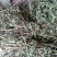干薄荷，野生，无农药化肥污染，药性好，可泡茶！！！！！！