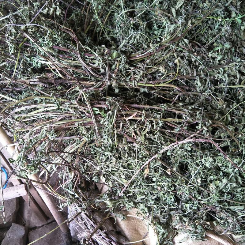 干薄荷，野生，无农药化肥污染，药性好，可泡茶！！！！！！