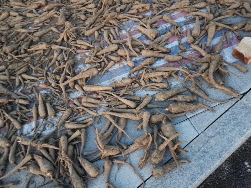 药材，白芷