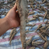 药材，白芷
