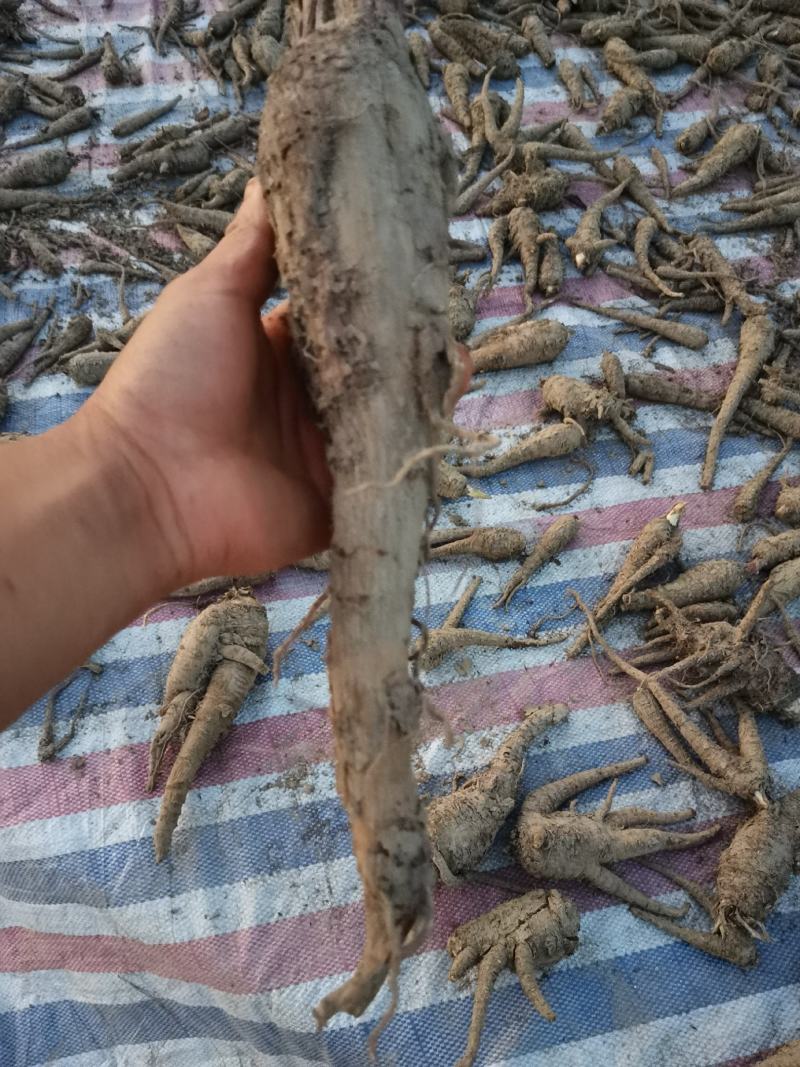 药材，白芷