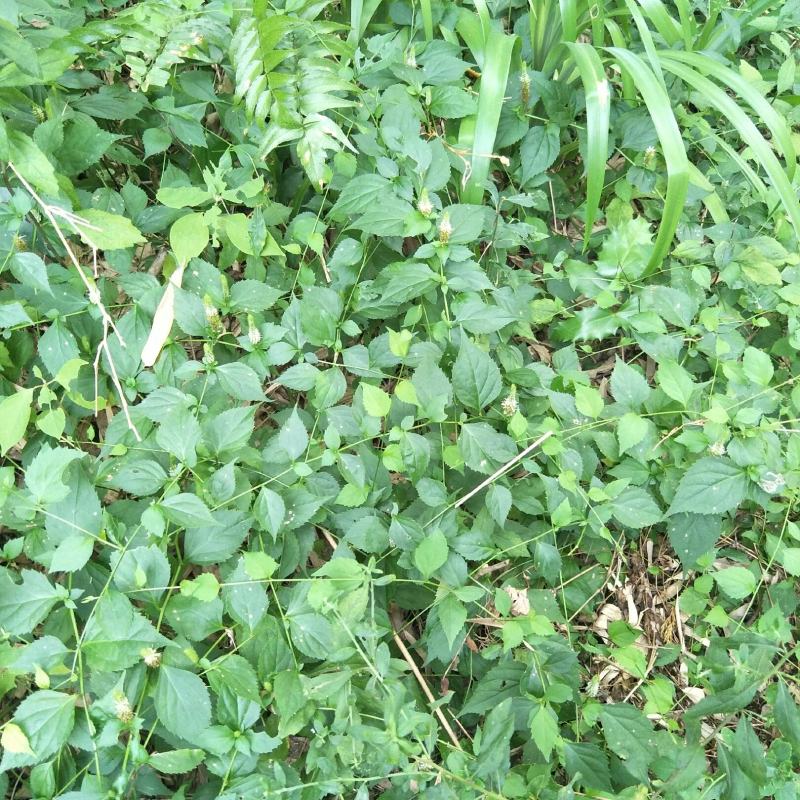 腹水草，野生，无化肥农药污染，药用价值多，可绿化盆栽，观