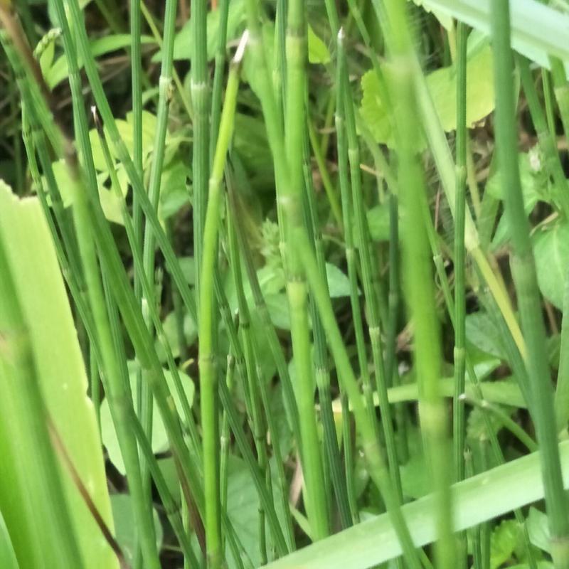 节节草，木贼，野生，无化肥农药污染，药用价值好，可绿化盆