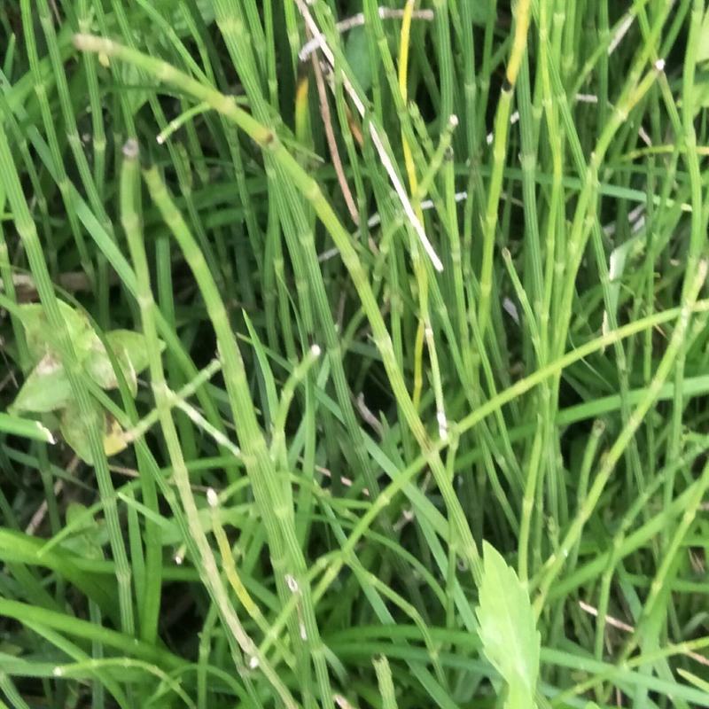 节节草，木贼，野生，无化肥农药污染，药用价值好，可绿化盆