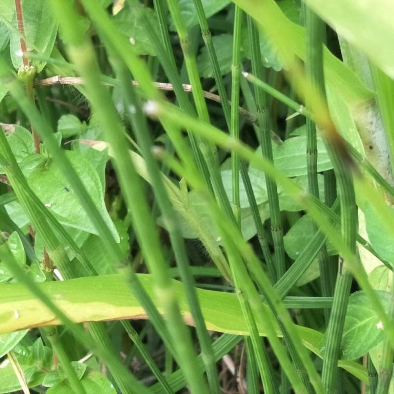 节节草，木贼，野生，无化肥农药污染，药用价值好，可绿化盆