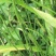 节节草，木贼，野生，无化肥农药污染，药用价值好，可绿化盆