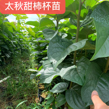 太秋甜柿（地面、杯苗）基地自育欢迎实地考察