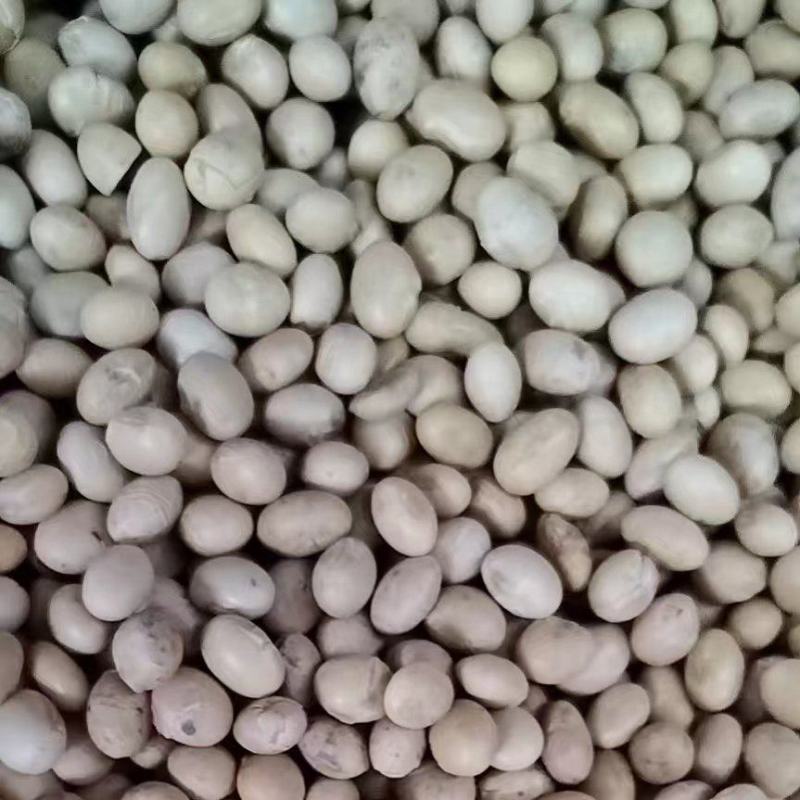 湖北精品黄豆已大量上市，货源充足，品质保证，量大从优