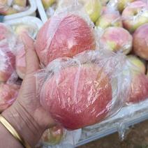 山东美八苹果大量上市中，产地直发，一手货源保证质量