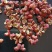 陕西大红袍干梅花花椒，无杂，去杆，去籽，纯净颗粒