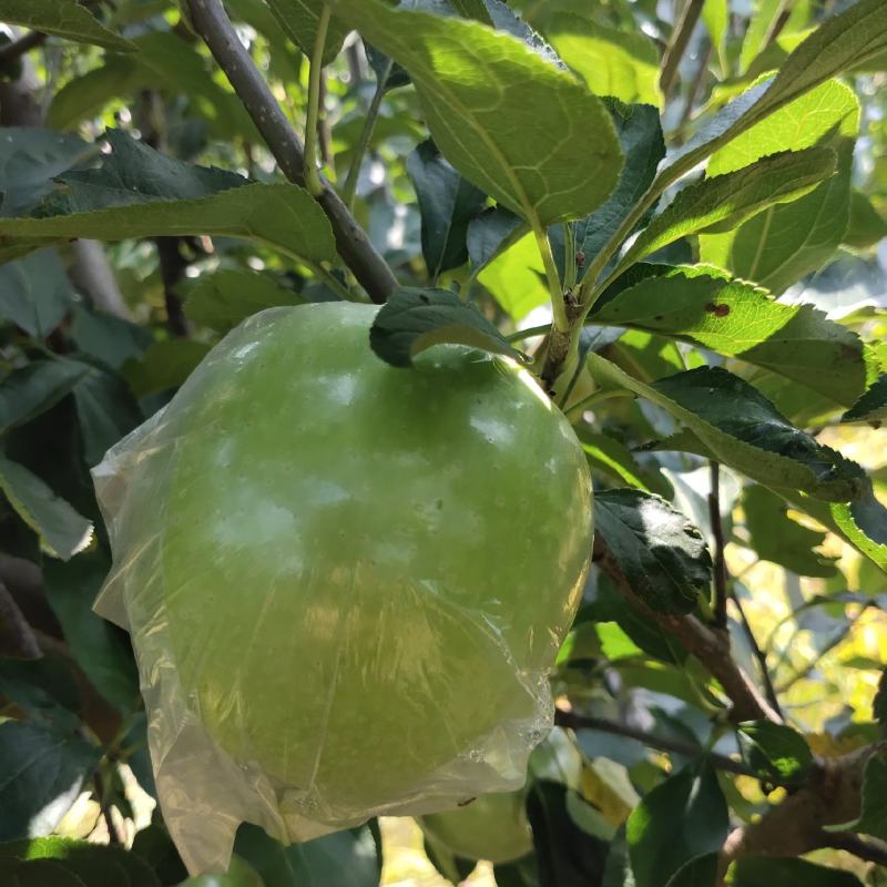 王林苹果