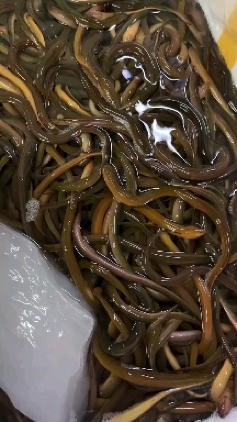 鲜活黄鳝，质量好价钱实惠