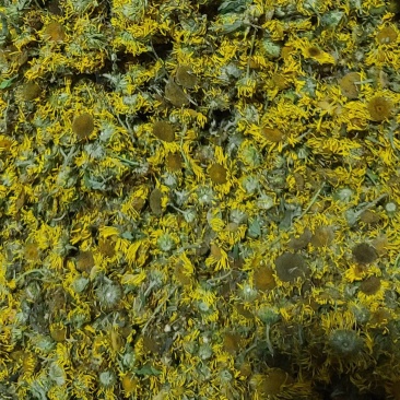 旋覆花今年新货纯干无杂质现货量大