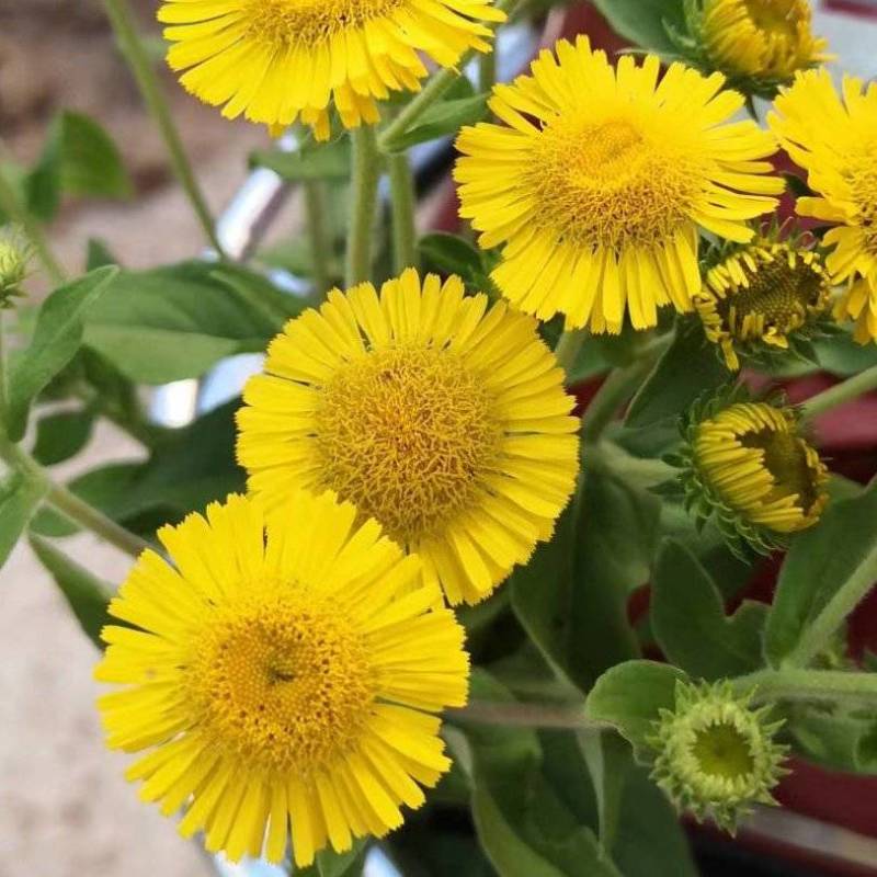 旋覆花今年新货纯干无杂质现货量大