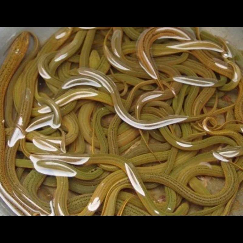 鲜活黄鳝，质量好价钱实惠