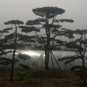 造型油松