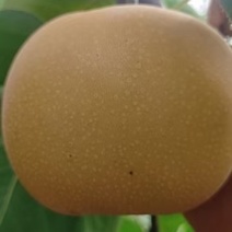 秋月梨大量上市