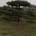 造型油松