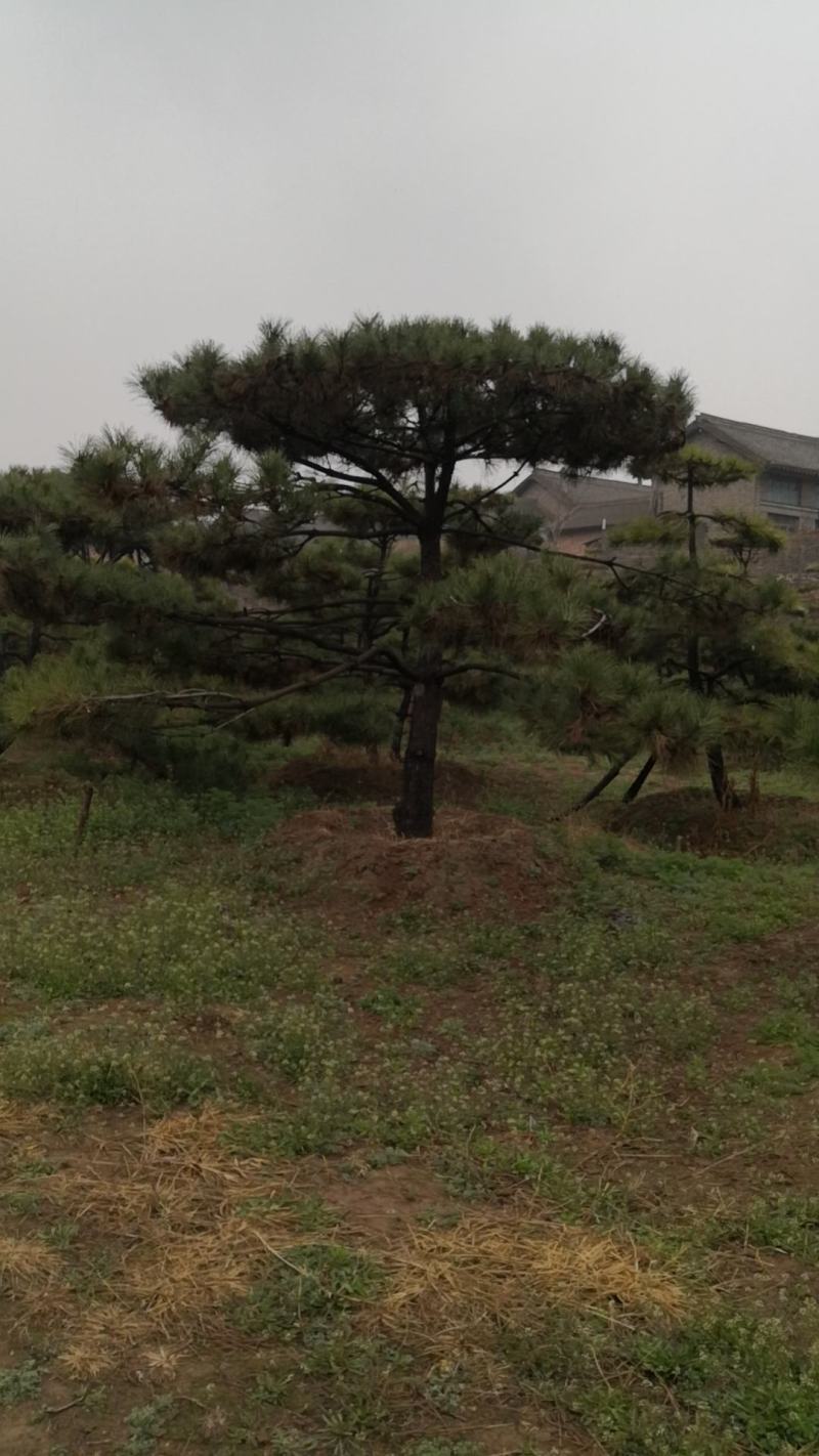 造型油松