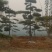 造型油松