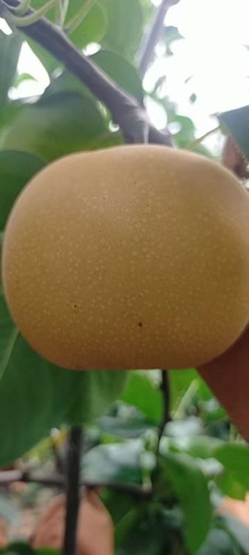 秋月梨大量上市