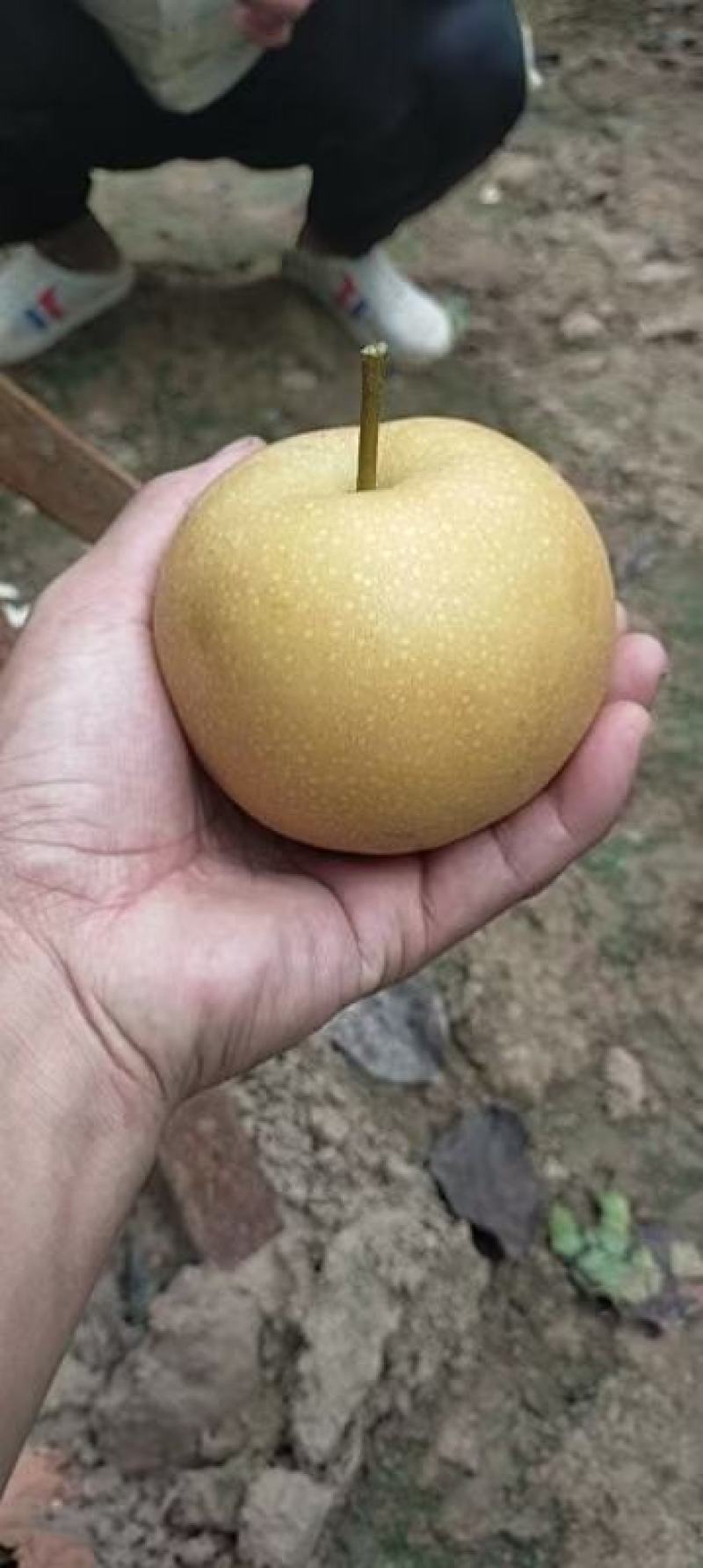秋月梨大量上市