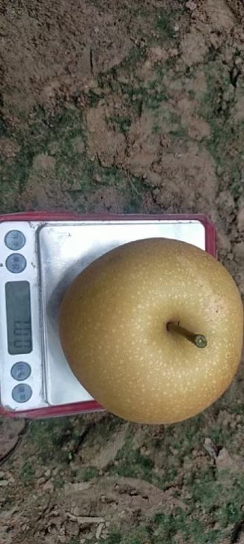 秋月梨大量上市