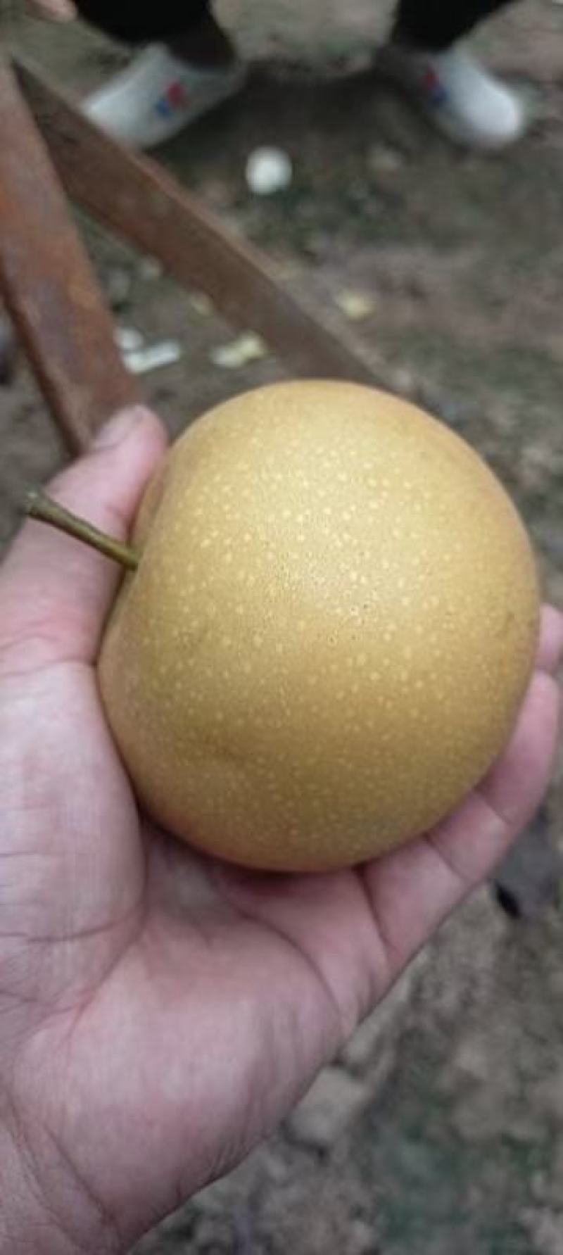秋月梨大量上市