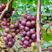 山东烟台巨峰葡萄大量上市中精品葡萄全国发货可视频看货