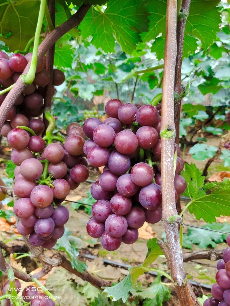 山东烟台巨峰葡萄大量上市中精品葡萄全国发货可视频看货