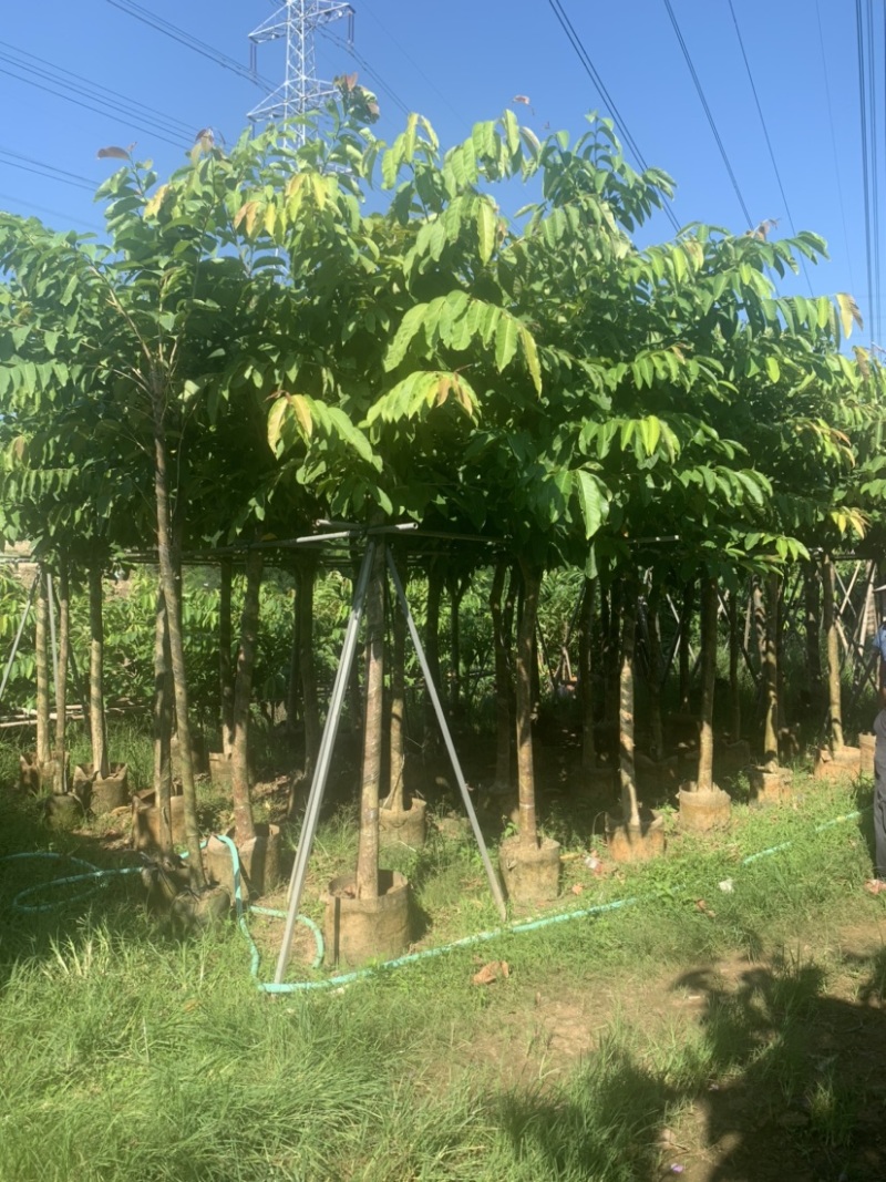 大花紫薇（大叶紫薇）米径5公分到8公分均有