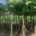 大花紫薇（大叶紫薇）米径5公分到8公分均有