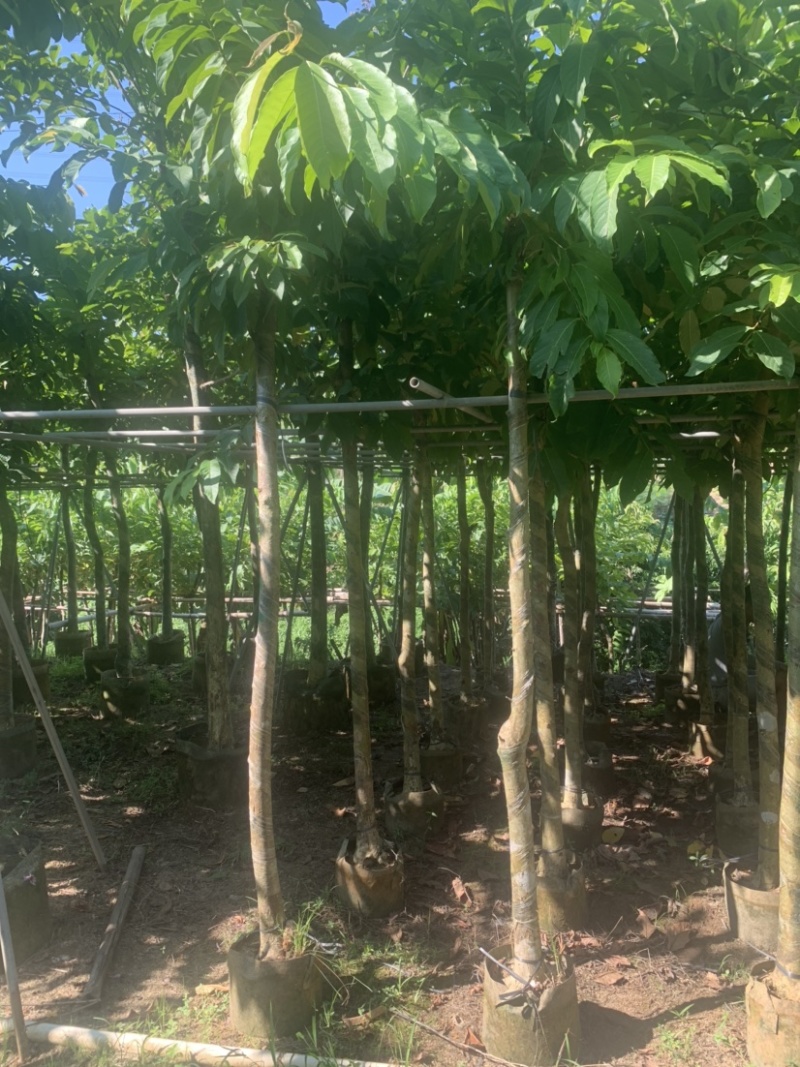 大花紫薇（大叶紫薇）米径5公分到8公分均有
