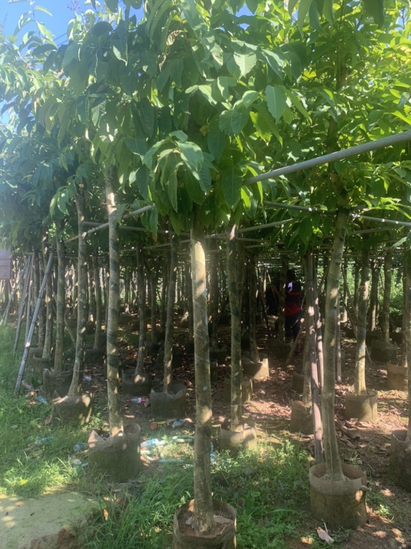 大花紫薇（大叶紫薇）米径5公分到8公分均有