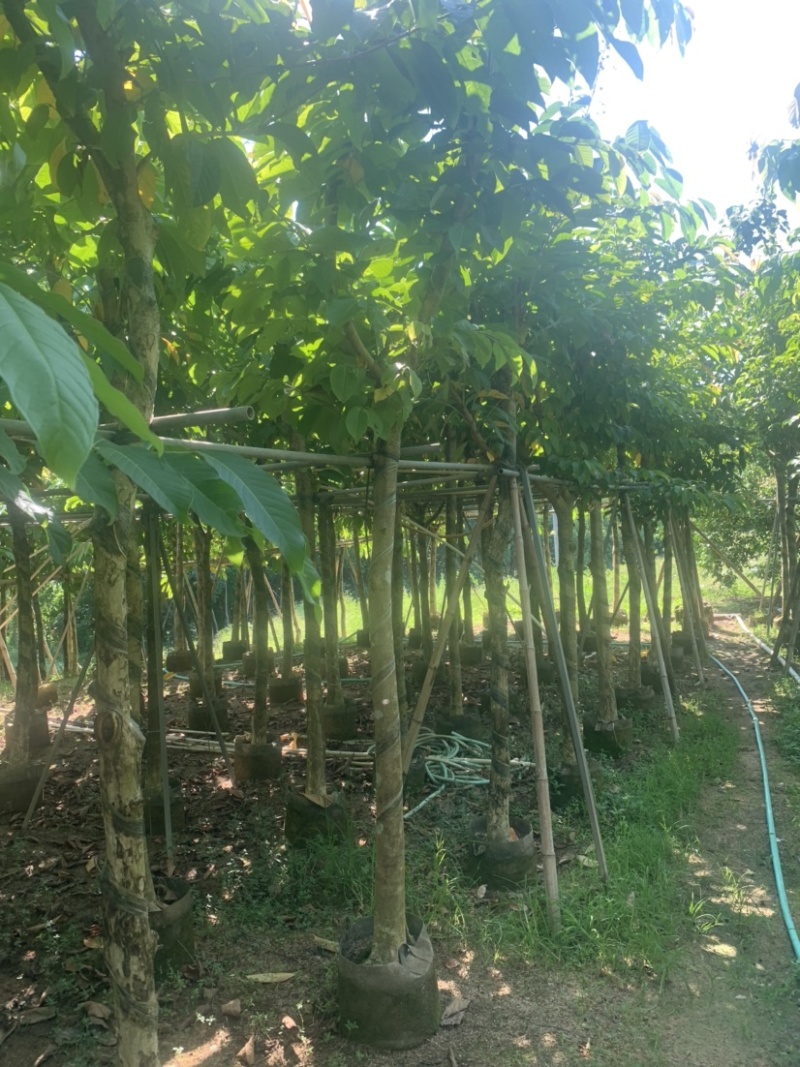 大花紫薇（大叶紫薇）米径5公分到8公分均有