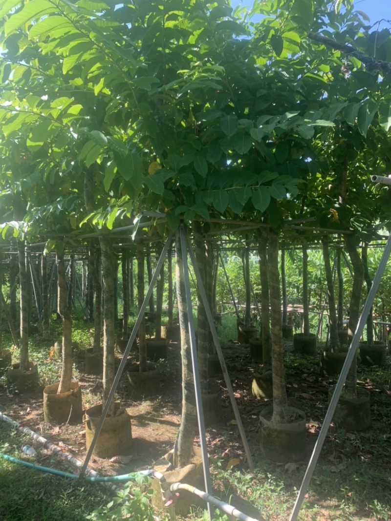 大花紫薇（大叶紫薇）米径5公分到8公分均有