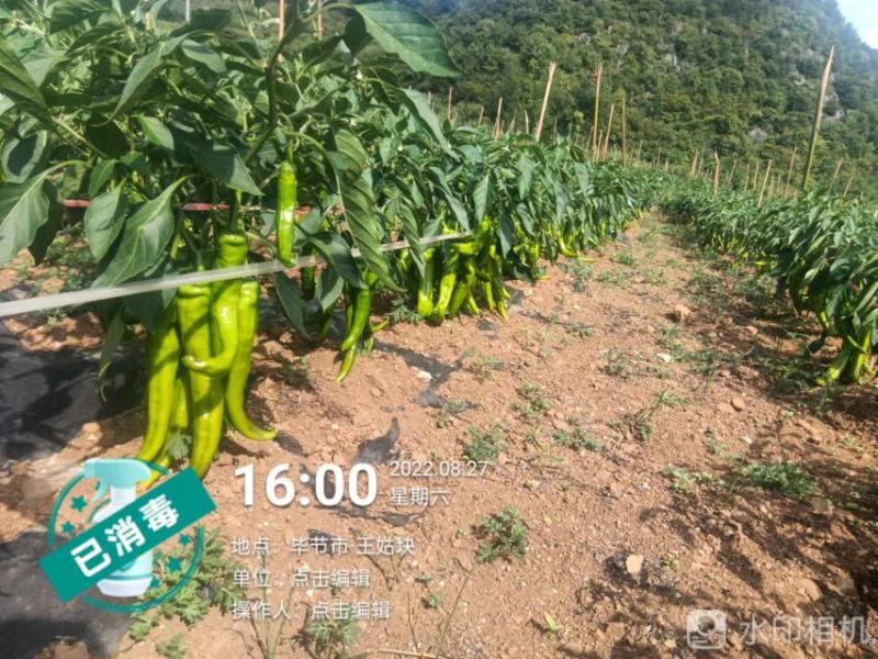 本人在威宁有50亩牛角椒欢迎老板采购