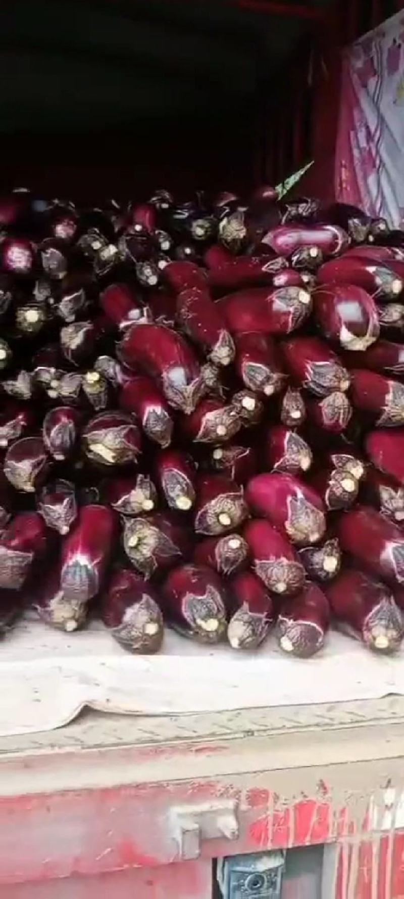 陕西精品，红冠茄子，皮毛干净，颜色好，个头大，无籽茄子，