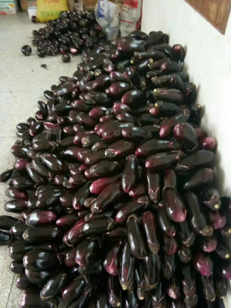陕西精品，红冠茄子，皮毛干净，颜色好，个头大，无籽茄子，