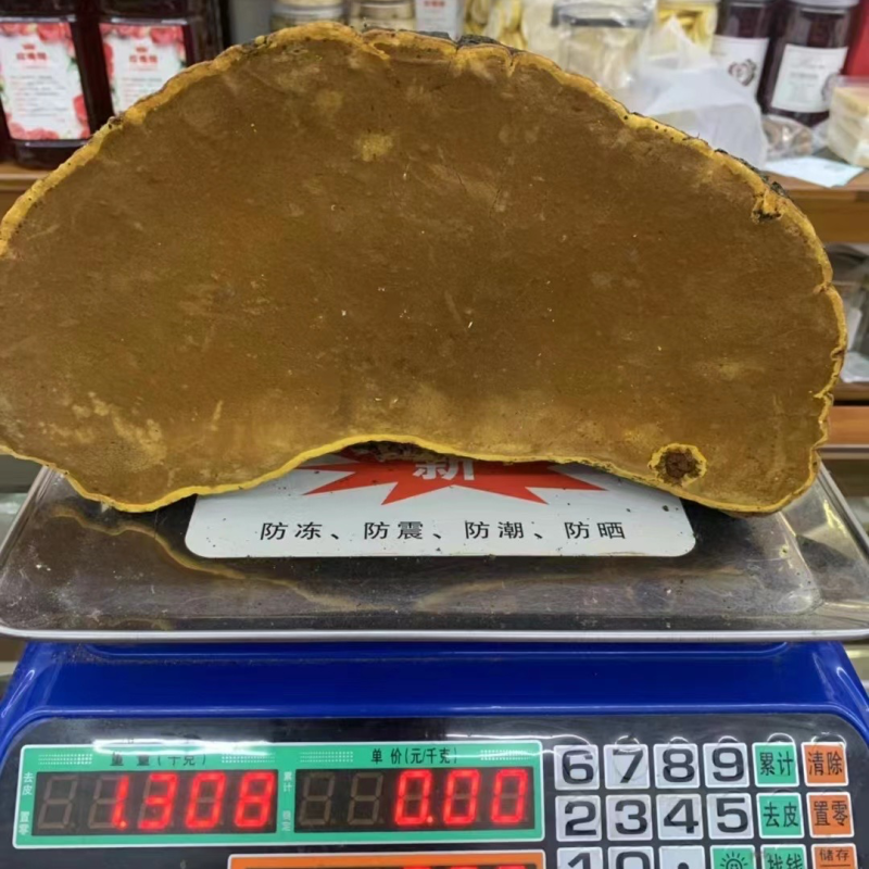 野生桑树桑黄，非杂黄，全国可发货，可视频看货