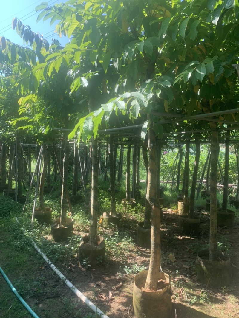 大花紫薇（大叶紫薇）米径5公分到8公分均有