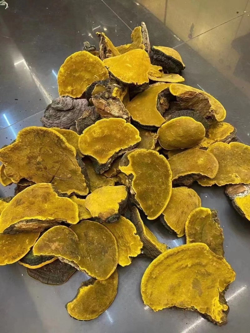野生桑树桑黄，非杂黄，全国可发货，可视频看货