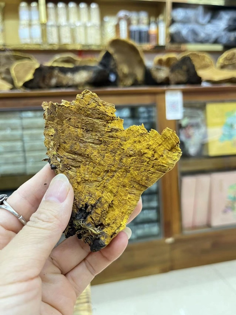 野生桑树桑黄，非杂黄，全国可发货，可视频看货