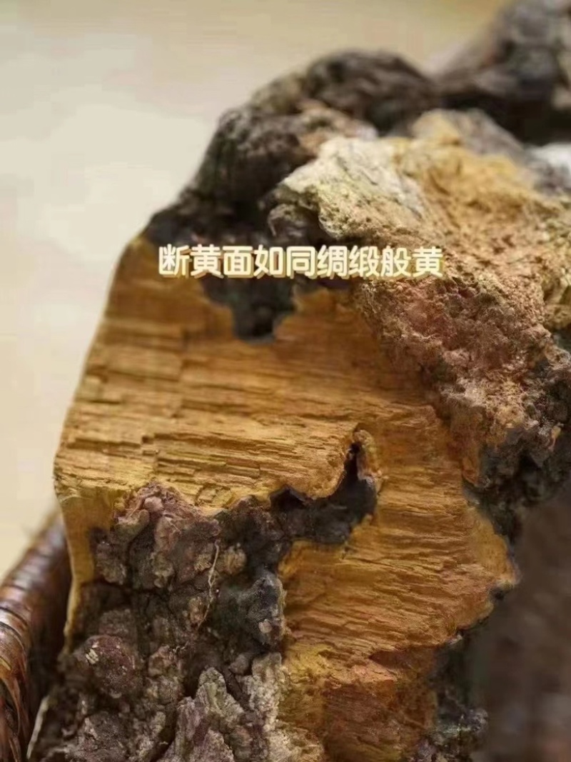 野生桑树桑黄，非杂黄，全国可发货，可视频看货
